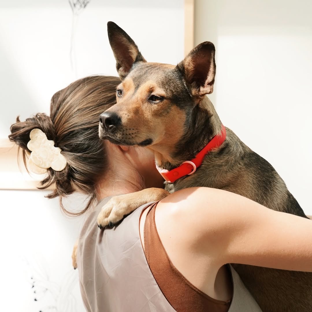 Fritz Collar + Leash Walk Set