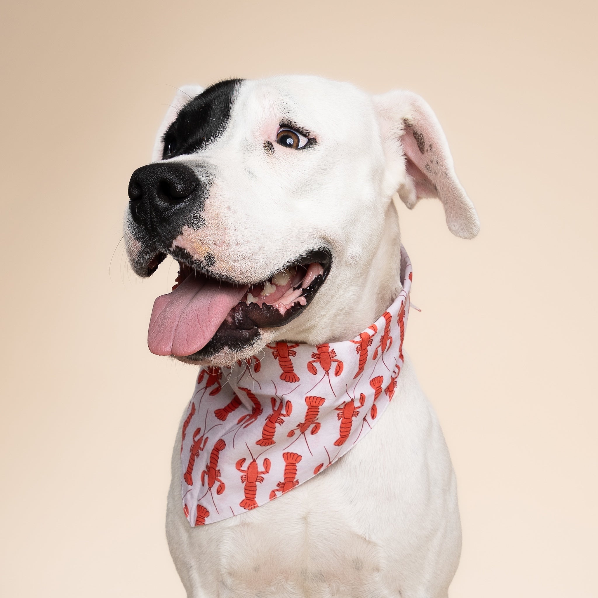 Lobster Dog Bandana