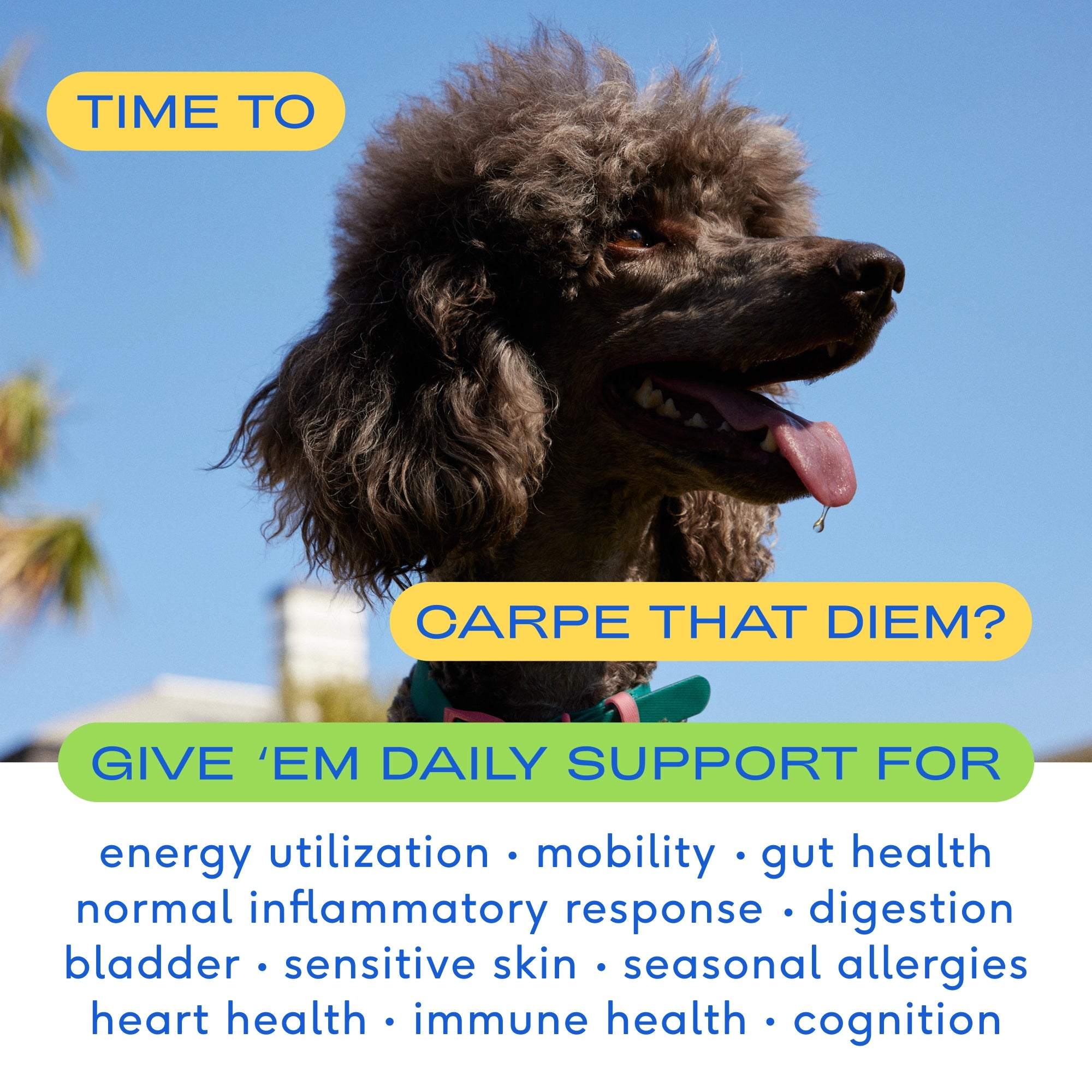 The Daily Supplement