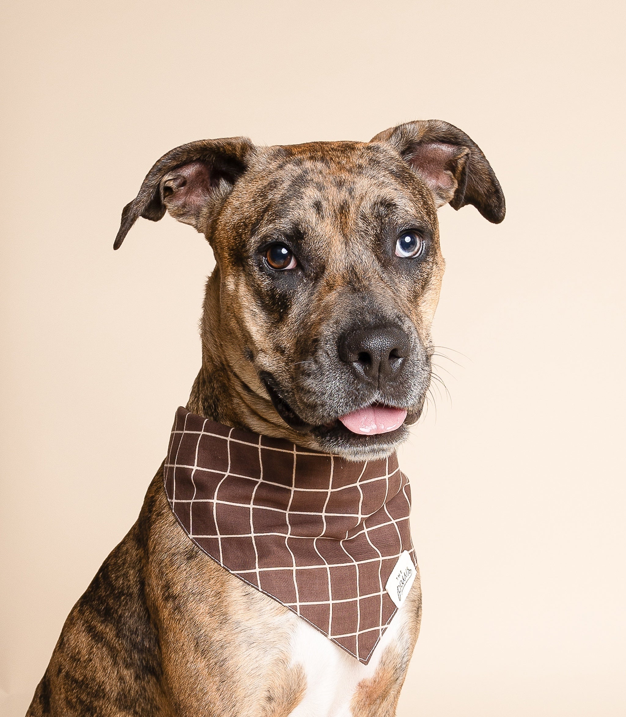 Stratford Dog Bandana